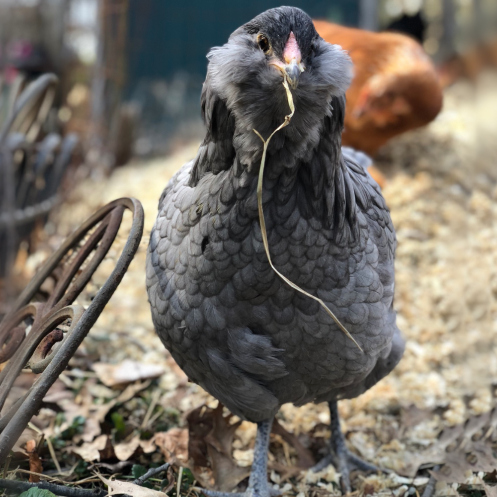 4 Blue/Wheaten Ameraucana