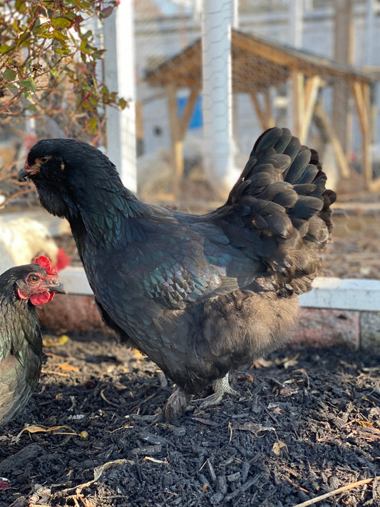 4 Wheaten or Black Ameraucana 0-4 weeks old