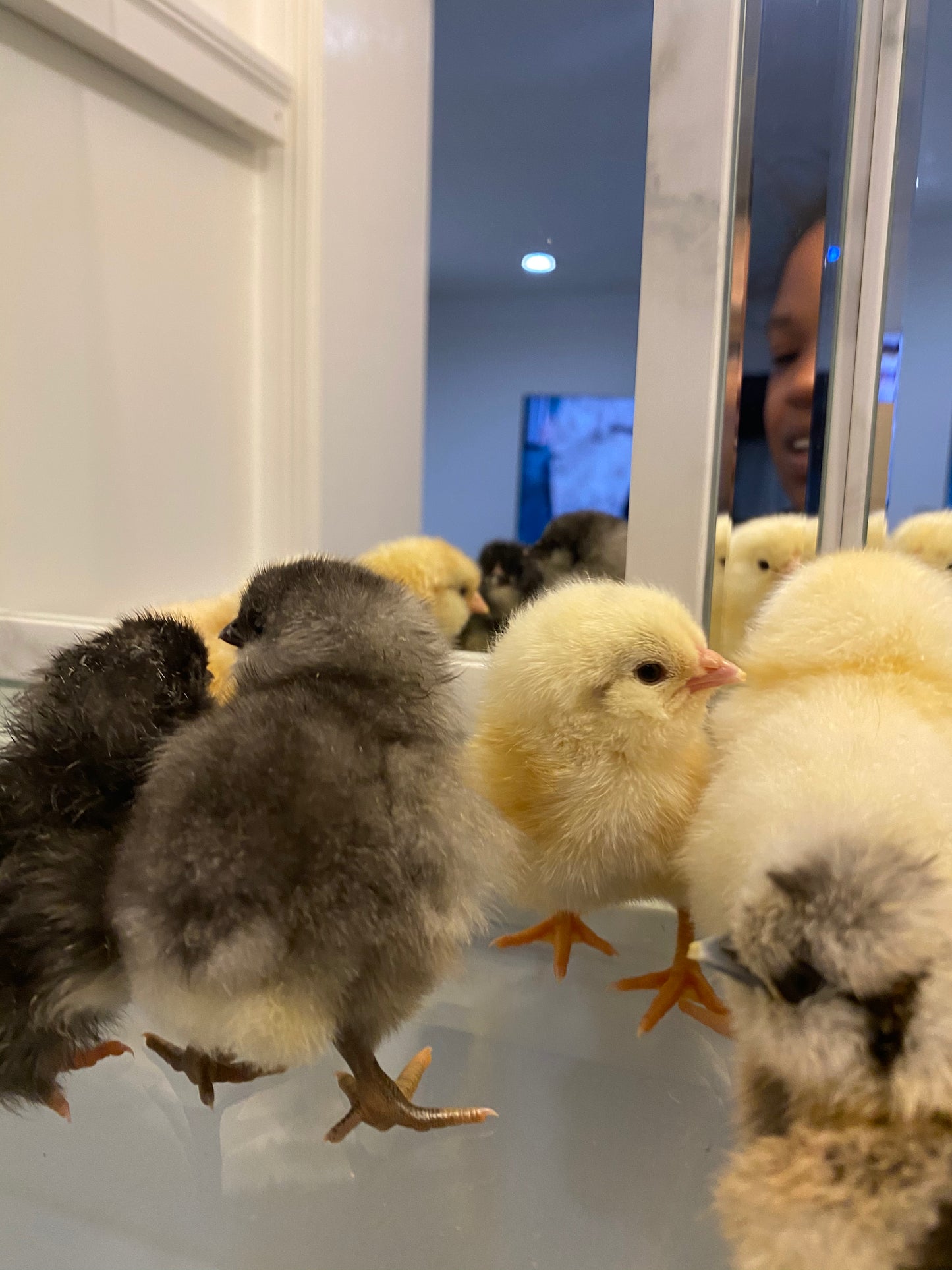 Barnyard Mix Surprise Chicks