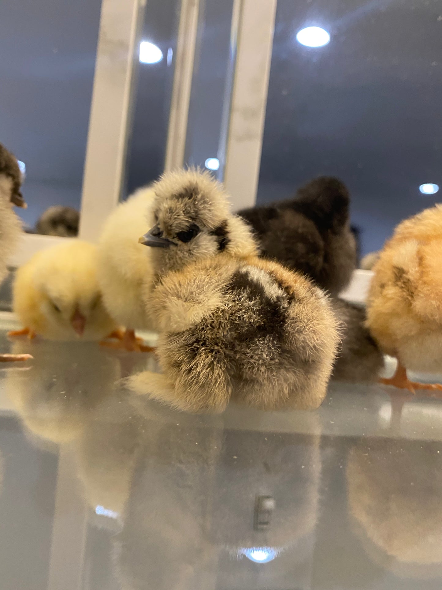 Barnyard Mix Surprise Chicks