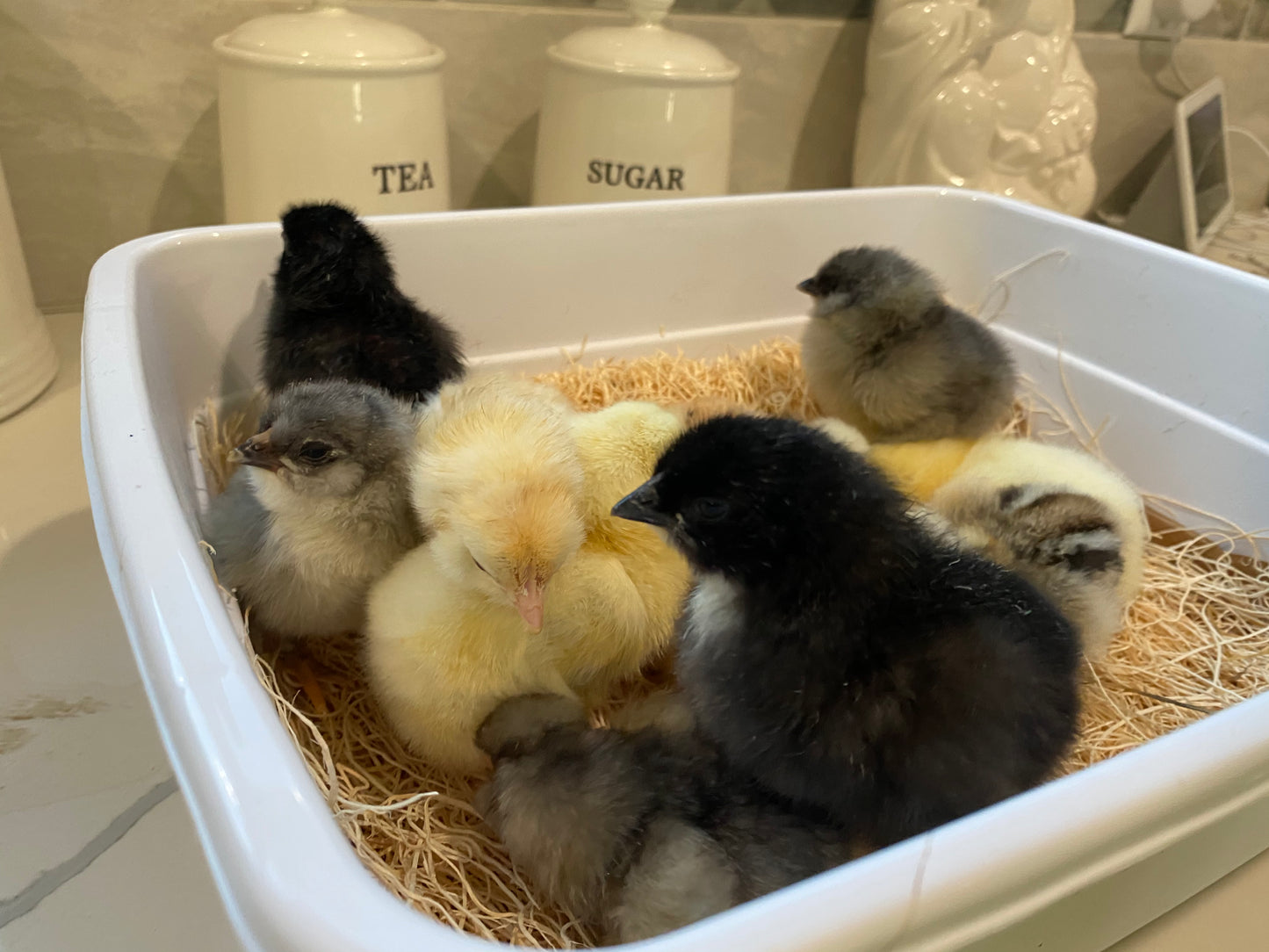 Hatch a Lovely Chick™ – 28-Day Chick Hatching Experience (Full Setup & Pickup Included)