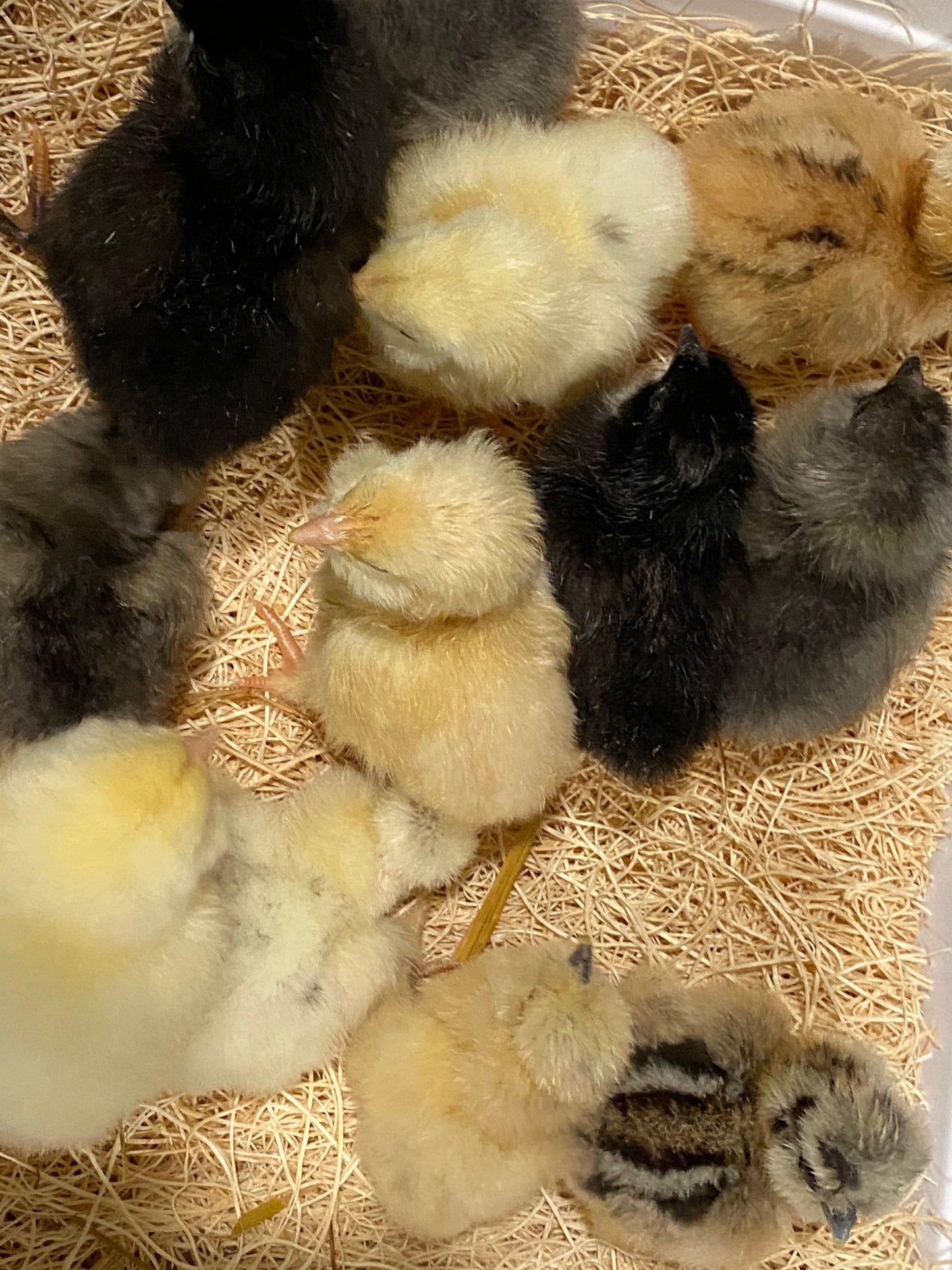 Barnyard Mix Surprise Chicks