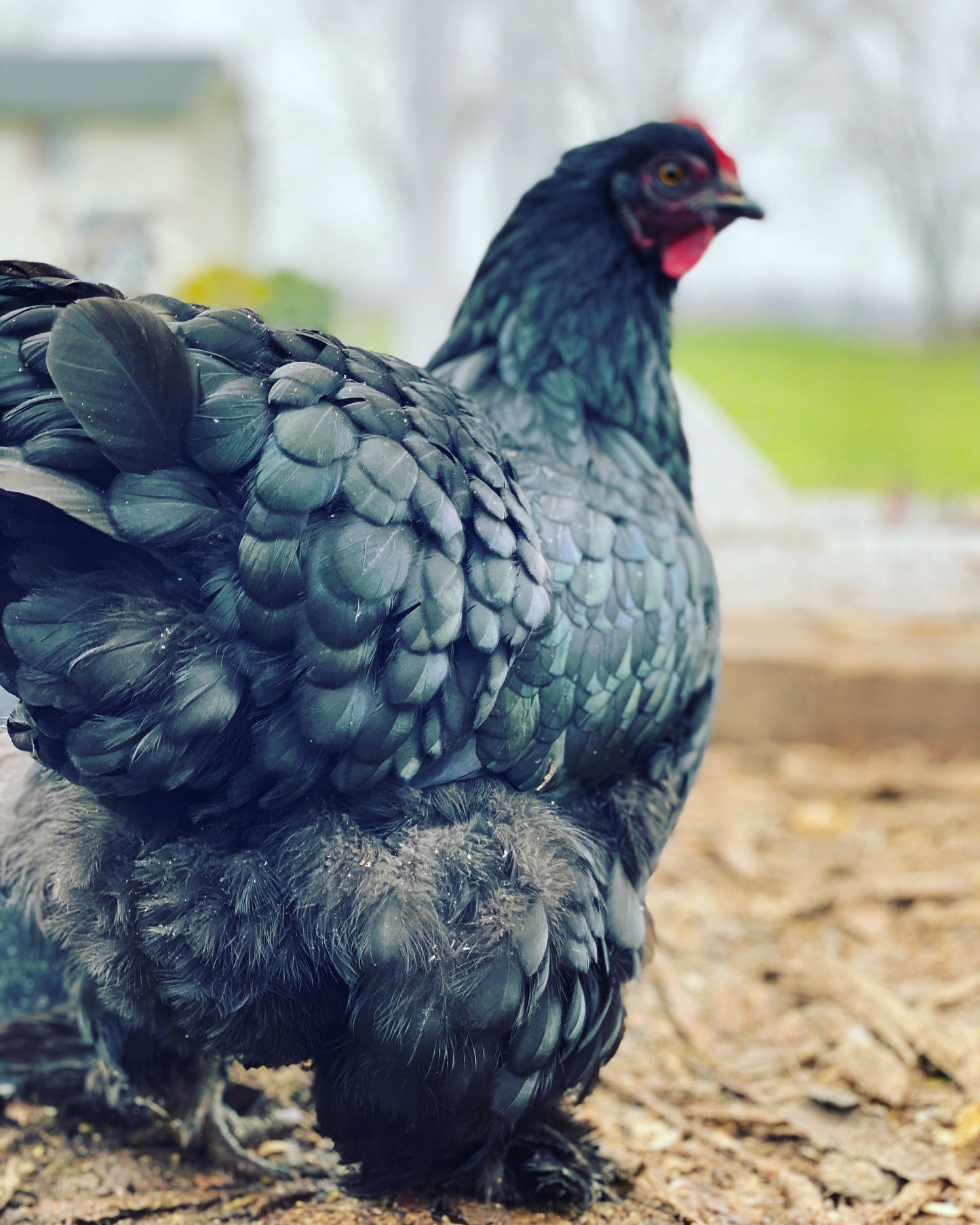 Black Australorp/Maran Mixed Chick (0-2 Weeks Old)