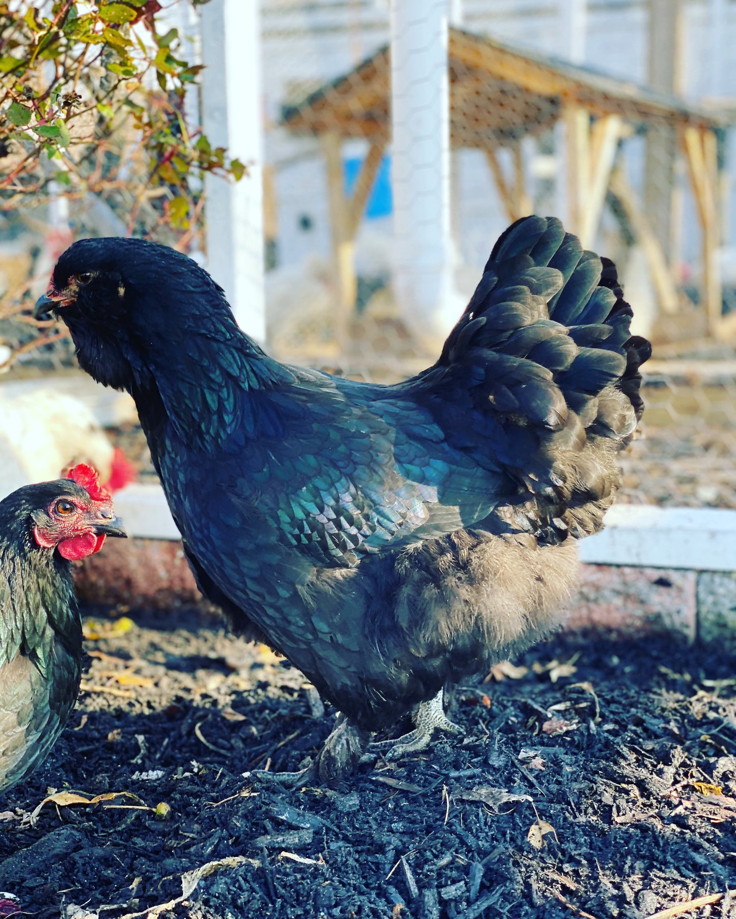 4 Wheaten or Black Ameraucana 0-4 weeks old
