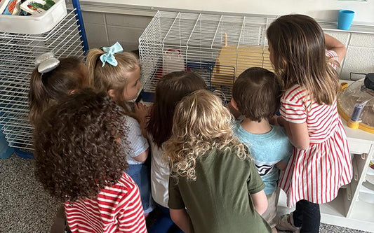 Hatch Chicks in Your Classroom 🐣 - An Unforgettable 28-Day STEM Experience