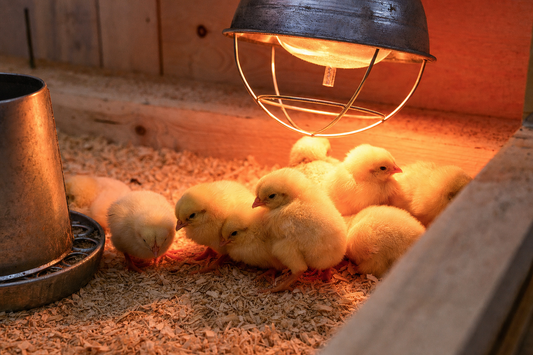 Baby chicks huddled under a heat lamp in a brooder box