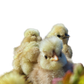Bearded Silkie Bantam Chick