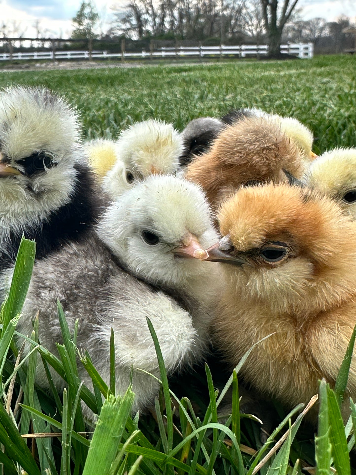 Bearded Silkie Bantam Chick