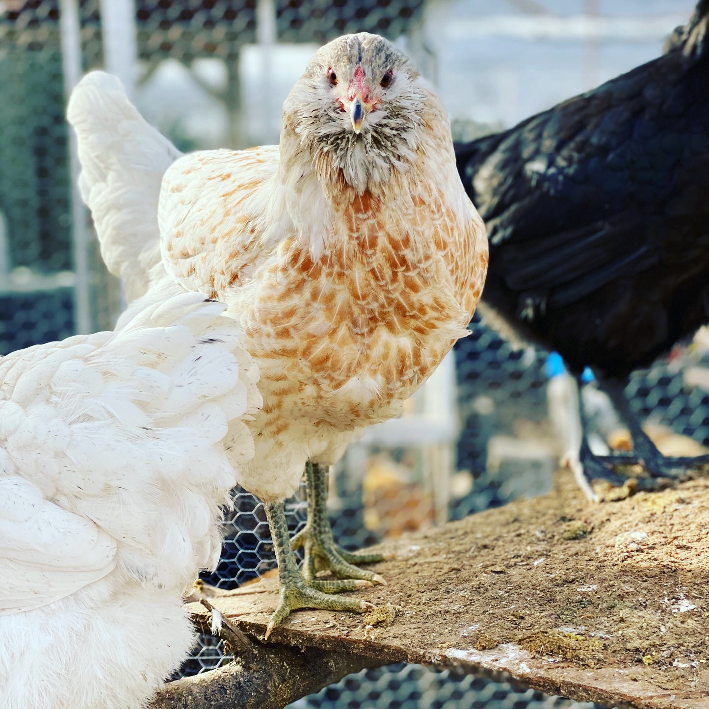 Black, Blue or Wheaten Ameraucana Fertilized Hatching Eggs