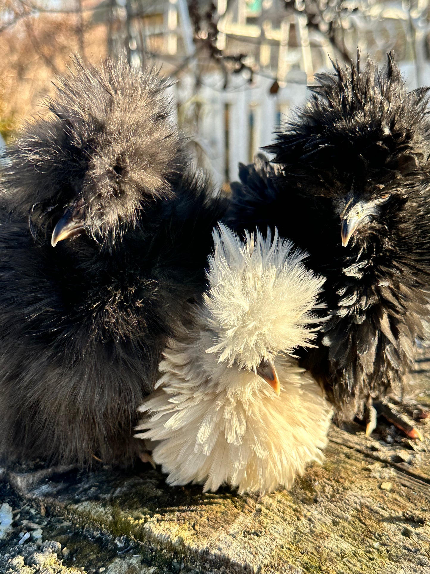 Exotic Barnyard Mix 2-4 WEEKS OLD Frizzle Chick