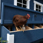Large Chicken Coop - Up to 15 Chickens