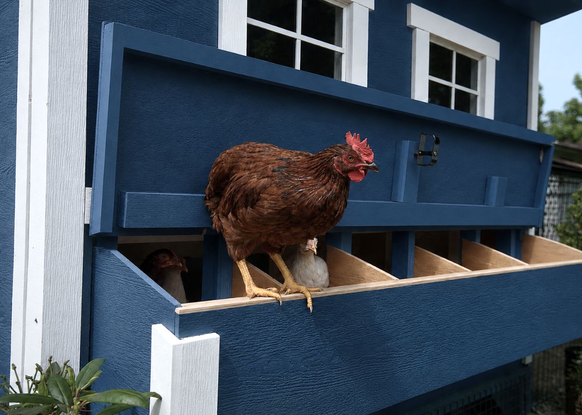 Large Chicken Coop - Up to 15 Chickens