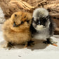 Bearded Silkie Bantams/Frizzle Chicks