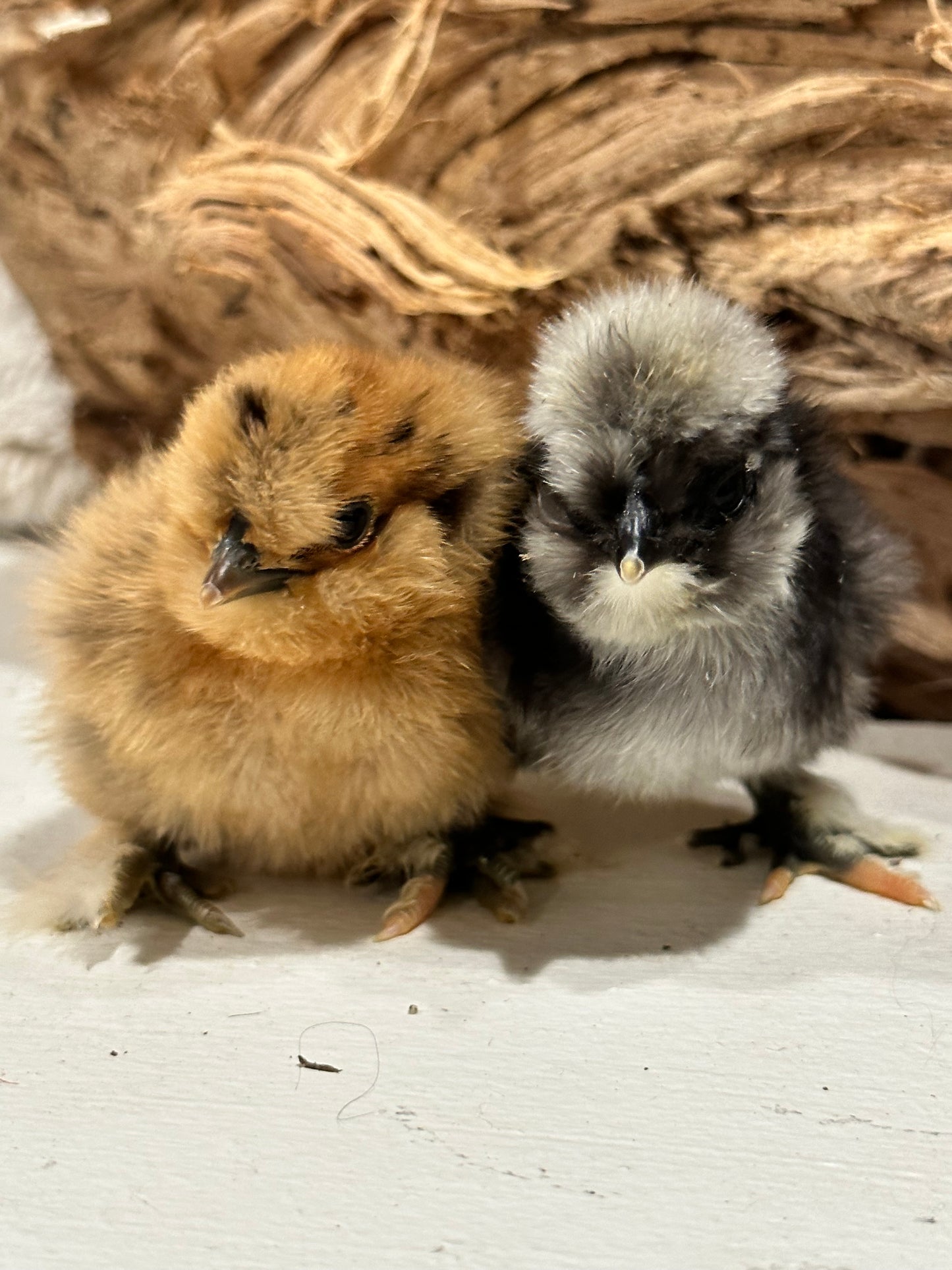 Bearded Silkie Bantams/Frizzle Chicks