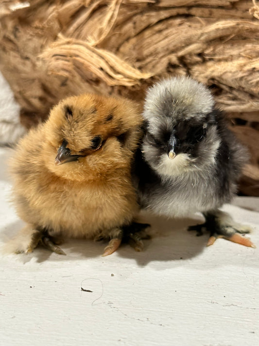 Bearded Silkie Bantams/Frizzle Chicks