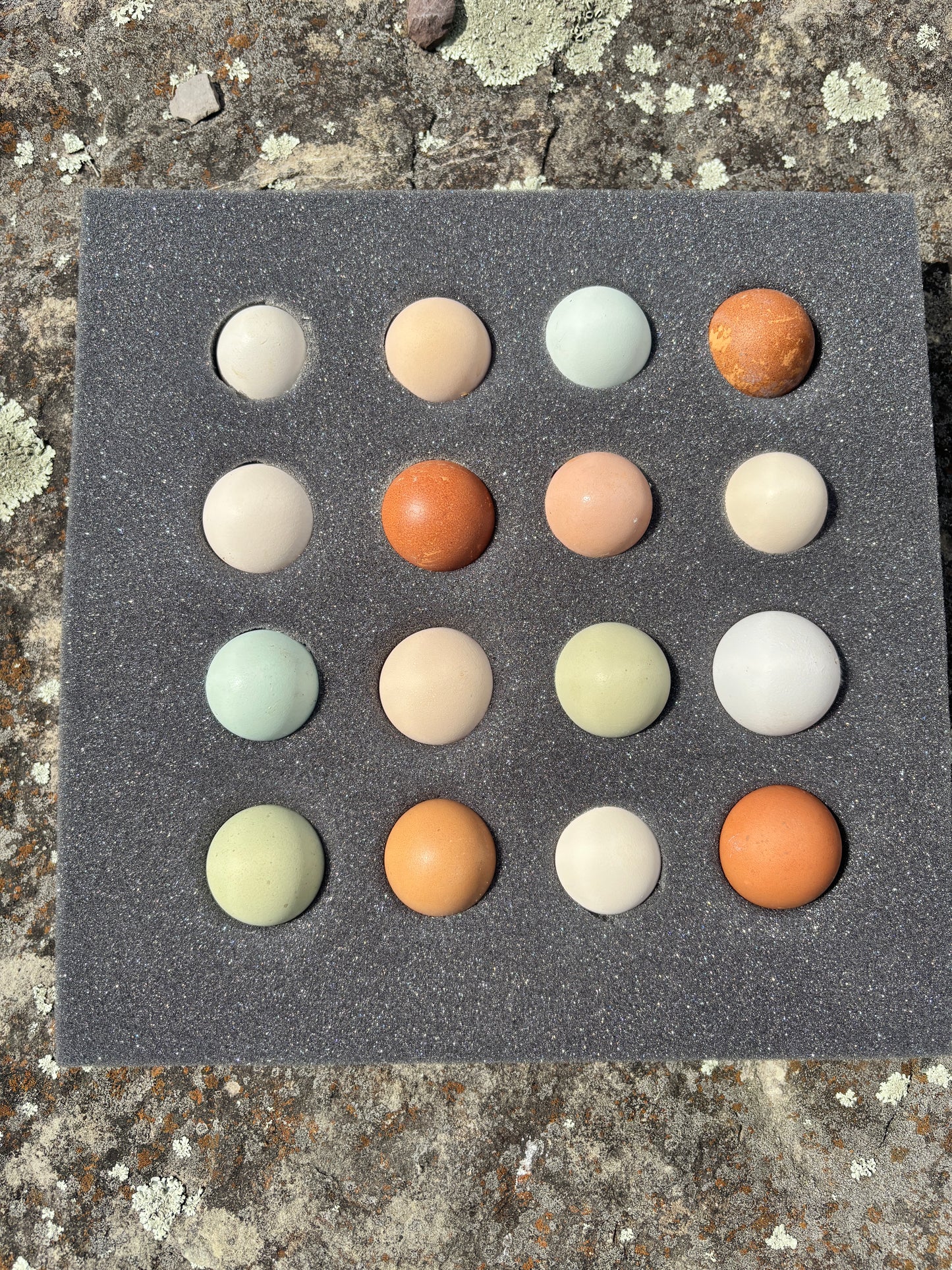 Hatch a Lovely Chick™ – 28-Day Educational Hatching Experience (Setup & Pickup)