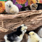 Bearded Silkie Bantams/Frizzle Chicks