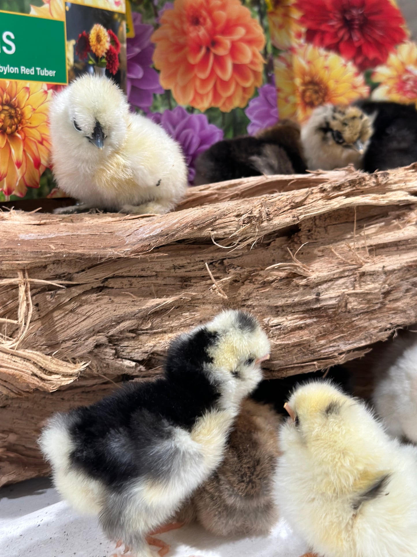 Bearded Silkie Bantams/Frizzle Chicks