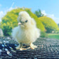 Bearded Silkie Bantams/Frizzle Chicks