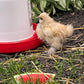 1 Starter Pullet 6wks Old