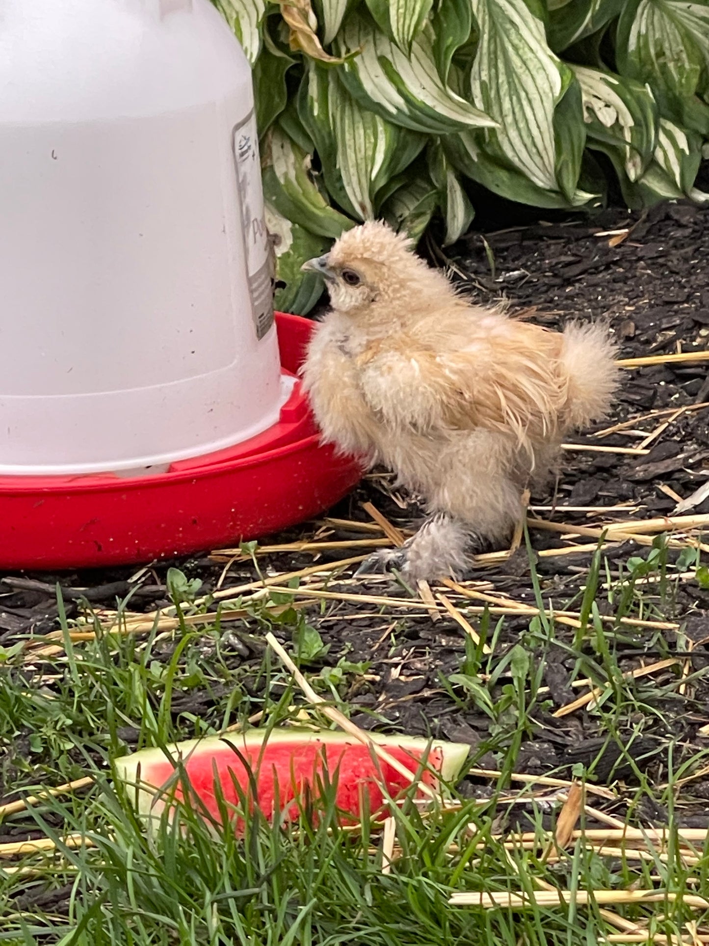 1 Starter Pullet 6wks Old