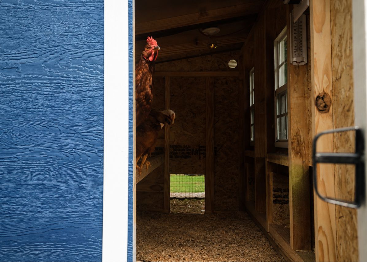 Large Chicken Coop - Up to 15 Chickens