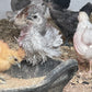 1 Starter Pullet 6wks Old