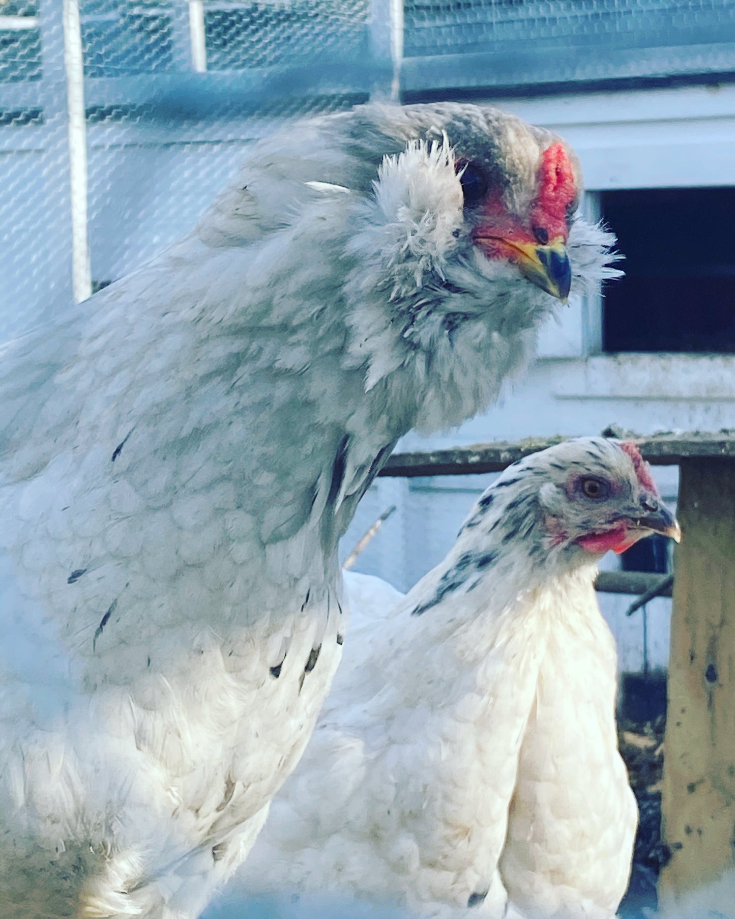 Black, Blue or Wheaten Ameraucana Fertilized Hatching Eggs