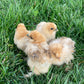 Bearded Silkie Bantams/Frizzle Chicks