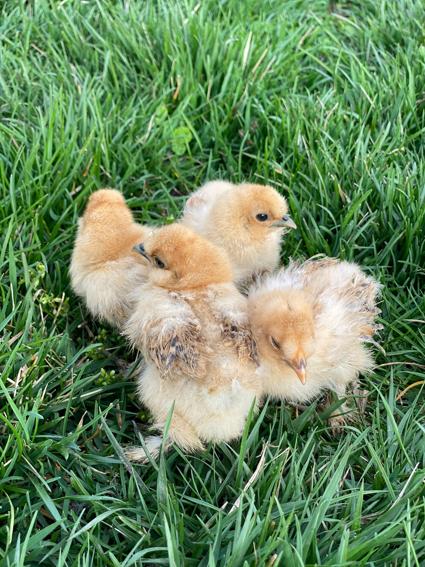 Bearded Silkie Bantams/Frizzle Chicks