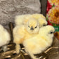 Bearded Silkie Bantam Chicks