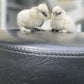 Bearded Silkie Bantams/Frizzle Chicks