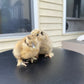 Bearded Silkie Bantams/Frizzle Chicks