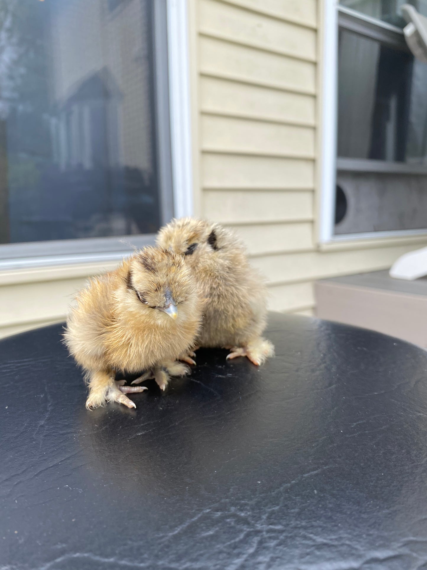 Bearded Silkie Bantams/Frizzle Chicks