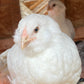 1 Starter Pullet 6wks Old