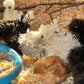 Exotic Barnyard Mix 2-4 WEEKS OLD Frizzle Chick