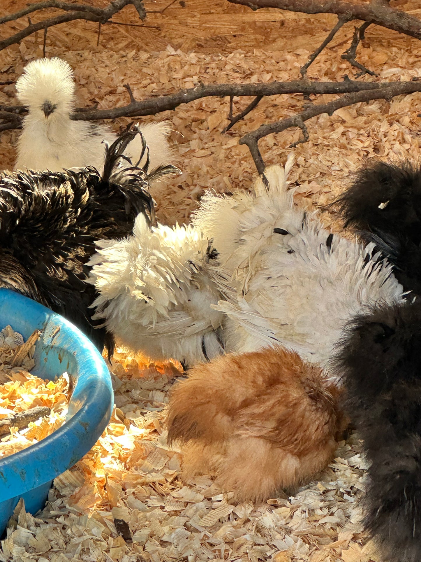 Exotic Barnyard Mix 2-4 WEEKS OLD Frizzle Chick