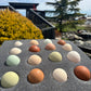 Barnyard Surprise Mix — Fertilized Hatching Eggs (Rainbow Flock Variety)
