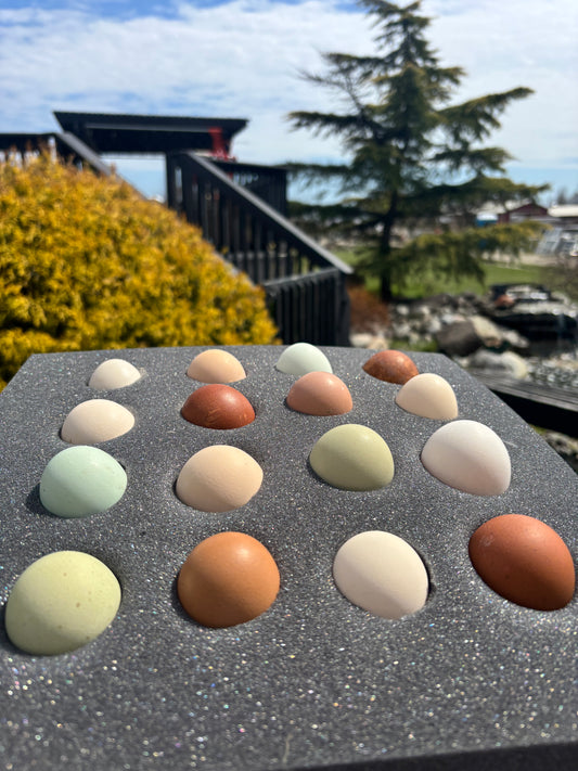 Barnyard Surprise Mix — Fertilized Hatching Eggs (Rainbow Flock Variety)