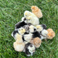 Bearded Silkie Bantam Chick