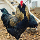 Black, Blue or Wheaten Ameraucana Fertilized Hatching Eggs