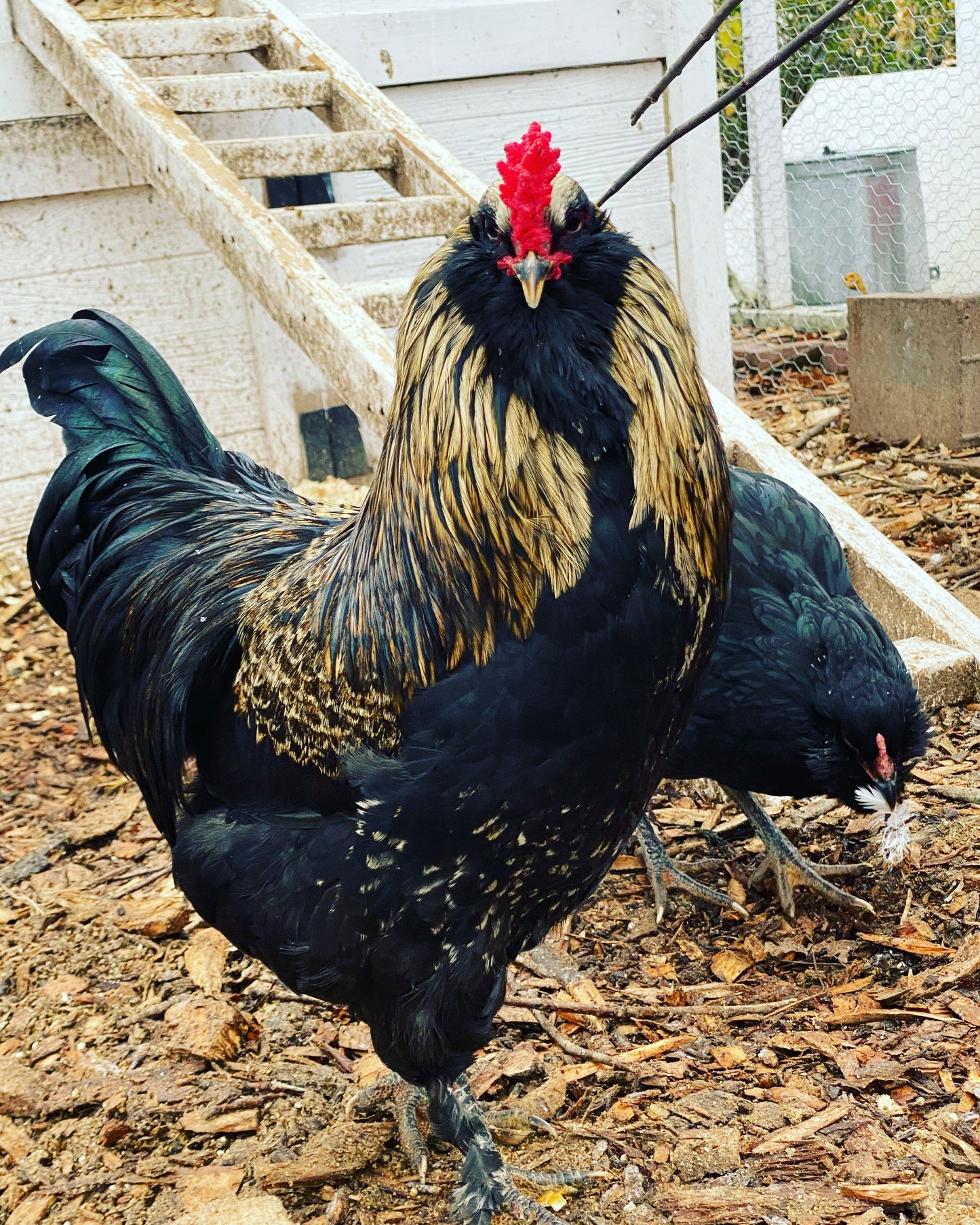 Black, Blue or Wheaten Ameraucana Fertilized Hatching Eggs