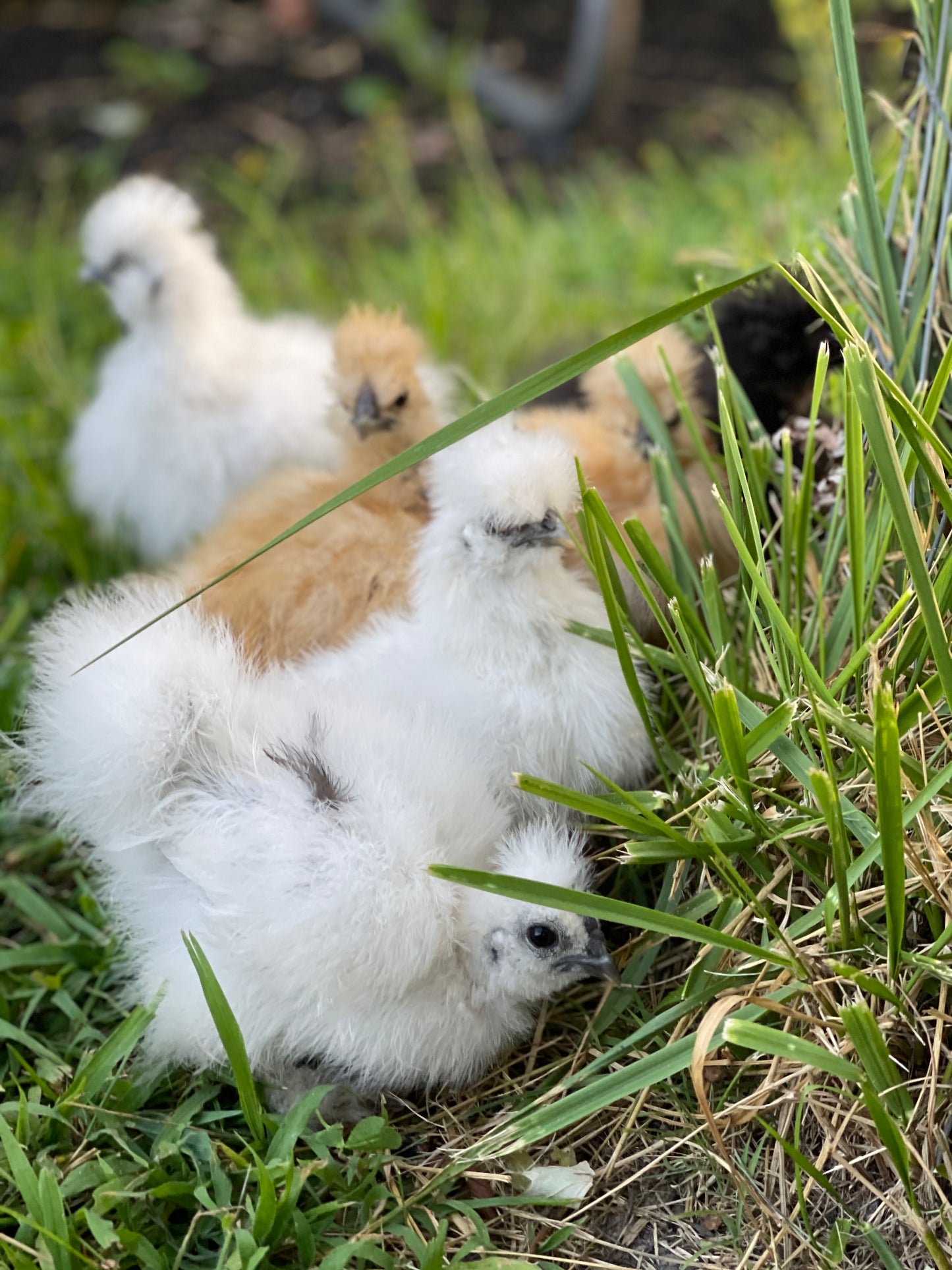 1 Starter Pullet 6wks Old