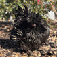 Mottled Bearded Silkie & Satin — Fertilized Hatching Eggs (Mottled Variety)