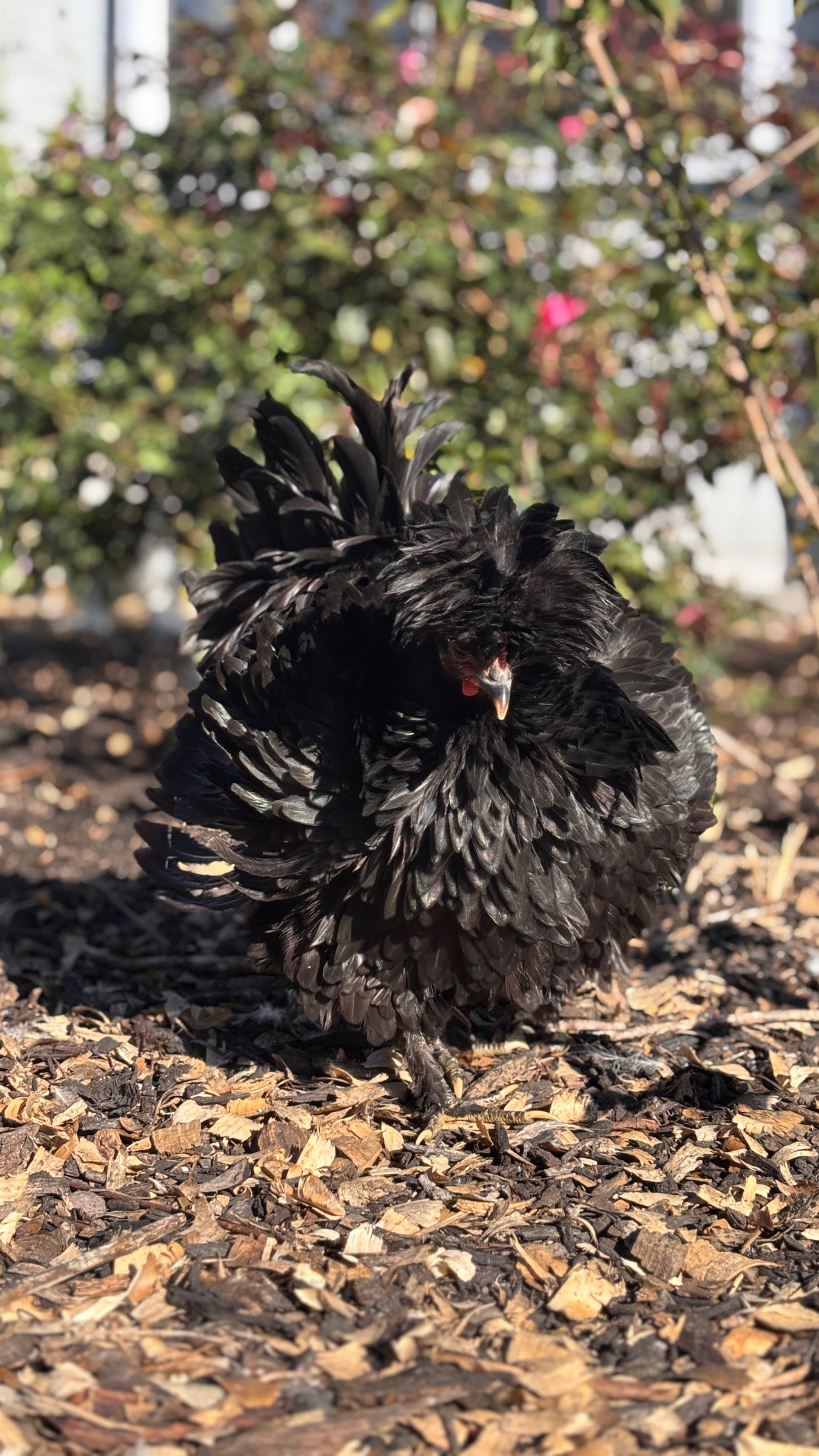 Mottled Bearded Silkie & Satin — Fertilized Hatching Eggs (Mottled Variety)