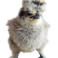 Bearded Silkie Bantam Chick