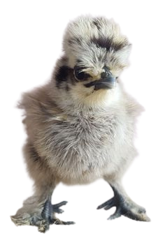Bearded Silkie Bantam Chick