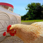 Classic Waterer
