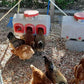 Classic Waterer