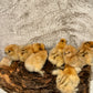 Bearded Silkie Bantam Chicks